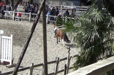 【2025年 青山学院⼤学対学習院⼤学⾺術定期戦】〈第 3 競技 クロスバー障害飛越競技〉鈴木美羽（大1）•姫桜