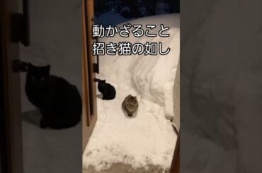風林火山な猫