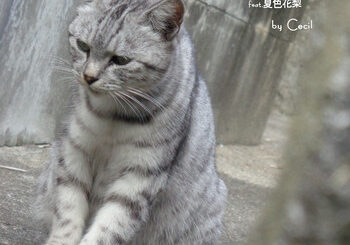 Cecil、「Diary (feat. 夏色花梨)」を配信開始｜THE MAGAZINE