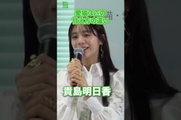 【貴島明日香】愛猫3匹の甘え方の違い  #貴島明日香  #猫  #shorts