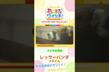 【＃１】あにまるウォッチ「レッサーパンダ」のメルくん  #すまたん #ZIP #あにまるウォッチ #動物動画