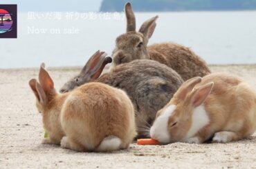 凪いだ海 祈りの影（広島）〜Parts of Japan〜