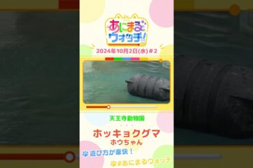 【＃2】あにまるウォッチ「ホッキョクグマ」ホウちゃん　#すまたん #ZIP #あにまるウォッチ #動物動画