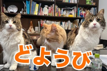 猫ラジめいくうちゃんねる がライブ配信中！