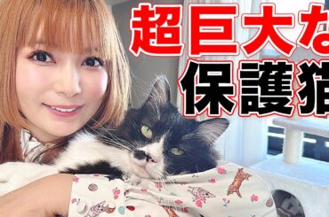 【能登から救出】保護猫が超巨大化！雑種だと思ったら実は…