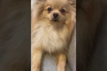 大沼晶保 目がギンギンなぷぐまる君と寝かしつけるあきほママ♪