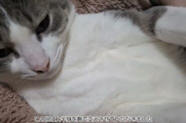 だっこアッシュくん