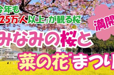 自給の森 から3分〜満開桜（青野川4Km続く）×菜の花（サッカー場５面分）の名所・お花見・開花情報＠南伊豆 No 051