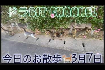 野良猫と散歩　そして去勢手術のキズ👂