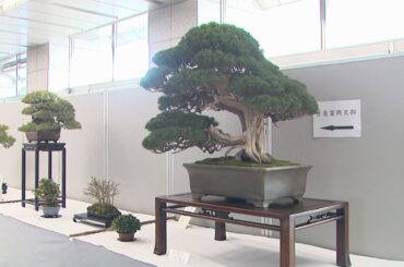 群馬県庁で「群樹展」愛好家の力作　盆栽４０席を紹介(25/03/07)