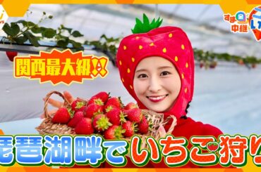 関西最大級！琵琶湖畔に誕生した「湖と苺」で至福のいちご狩り体験【す・またん！】