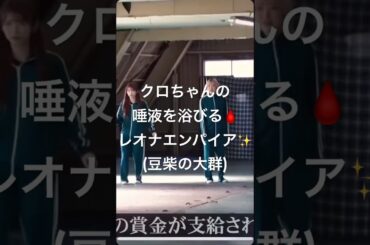 #豆柴の大群 #マメゲーム #クロちゃん #水曜のダウンタウン #アイカザスパイ #ナオオブナオ #ハナエモンスター #レオナエンパイア #モモチンゲール