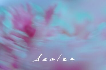 米津玄師  Kenshi Yonezu - Azalea