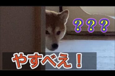 【柴犬飼い主55歳】柴犬くまちゃんをやすべえと呼んでみた！