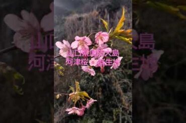 山口県周防大島の河津桜🌸群生地訪問。今、満開🌸見頃です✨