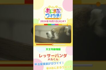 お昼寝姿がカワイイ！レッサーパンダ「メルくん」　大阪・天王寺動物園　#shorts #読売テレビニュース #すまたん ＃あにまるウォッチ #動物