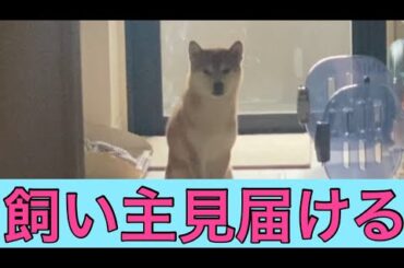 【柴犬飼い主55歳】一緒に暮らしてやっと心開いてくれた柴犬が愛おしい！