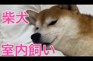 【柴犬飼い主55歳】6年間室内飼いで暮らしてみました！