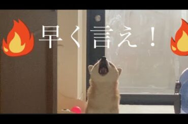 【柴犬飼い主55歳】名前を変えて呼んだら会話が通じました。