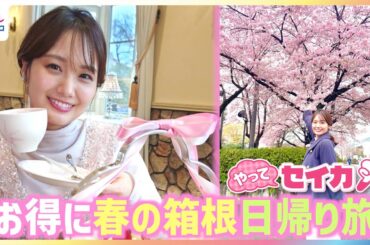 井上清華キャスターが春の箱根でお得に日帰り旅を満喫♪期間限定32種類の"箱根スイーツコレクション"で絶品ティラミスを発見＆桜咲く公園内のカフェではスプリングアフタヌーンティーも【やってセイカ！】