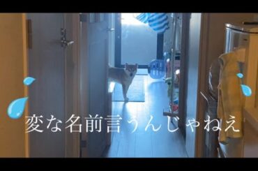 【柴犬飼い主55歳】６年間呼んでいた名前を変えて呼んでみた！