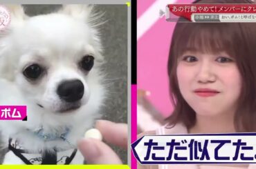 欅坂46 そこ曲がったら 2024 Episode 144 - 148 Full Show [NEW]