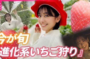 【今が旬】ナイトプールならぬ“ナイトいちご狩り”も 『進化系いちご狩り』を調査【おはトク】