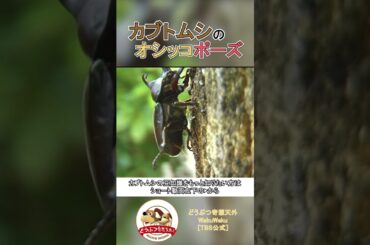 意外と知らない!?カブトムシのオシッコ方法【どうぶつ奇想天外／WAKUWAKU】