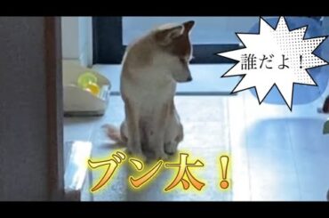 【柴犬飼い主55歳】今日のしば犬の名前はブン太で呼んでみた！