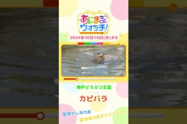 癒やし系代表！「カピバラ」兵庫・神戸どうぶつ王国　#shorts #読売テレビニュース #すまたん ＃あにまるウォッチ #動物