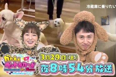 かわえぇペットあわ～ど～スマホで撮ったウチの子世界一！愛だだもれ～　テレビ愛知