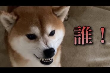 【柴犬飼い主55歳】今日の名前はケンちゃんにして呼んでみた！