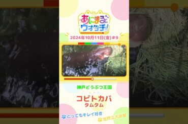 とってもキレイ好き＆世界三大珍獣！コビトカバ「タムタム」　兵庫・神戸どうぶつ王国 #shorts #読売テレビニュース #すまたん ＃あにまるウォッチ #動物