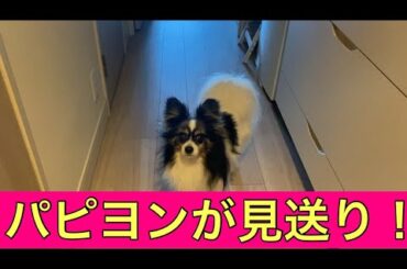 【柴犬飼い主55歳】柴犬ばかりかまっていたらパピヨンが先に見送りにきた！