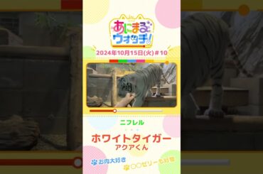 お肉大好き＆○○ゼリーも好物！ホワイトタイガー「アクアくん」　大阪「ニフレル」#shorts #読売テレビニュース #すまたん ＃あにまるウォッチ #動物