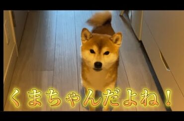 【柴犬飼い主55歳】自分の名前をやっと言ってもらえて尻尾フリフリ！