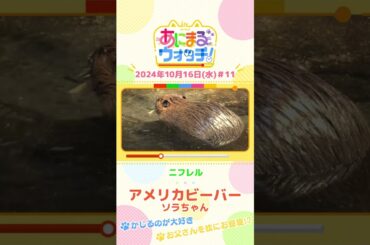 かじるのが大好き！アメリカビーバー「ソラちゃん」　大阪「ニフレル」#shorts #読売テレビニュース #すまたん ＃あにまるウォッチ #動物