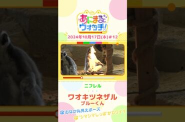 おなか丸見えポーズ！ワオキツネザル「ブルーくん」　大阪「ニフレル」#shorts #読売テレビニュース #すまたん ＃あにまるウォッチ #動物