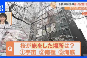 ホランさん下積み時代からの思い出の場所　オーディションに受からない日々…マネージャーと毎日反省会も　渋谷・桜丘の桜は5分咲き　来週には見ごろに｜TBS NEWS DIG