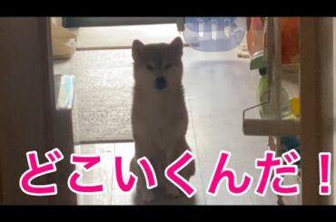 【柴犬飼い主55歳】何も言わずに飼い主を見送る柴犬が怖い