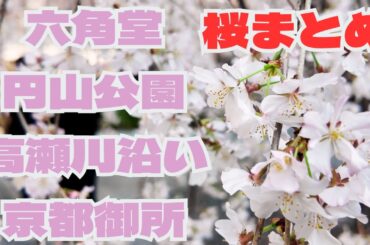 3月26日の京都桜の名所を4箇所巡る！六角堂、丸山公園、高瀬川沿い、京都御所。満開の桜も