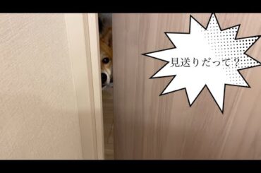 【柴犬飼い主55歳】気分次第で飼い主を見送るようになりました。