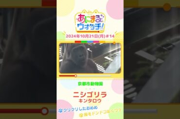 クリクリしたおめめ　ニシゴリラ「キンタロウ」　京都「京都市動物園」　#shorts #読売テレビニュース #すまたん ＃あにまるウォッチ #動物