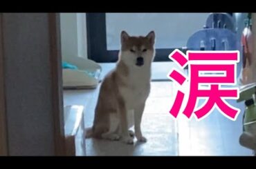 【柴犬飼い主55歳】飼い主を見送る犬