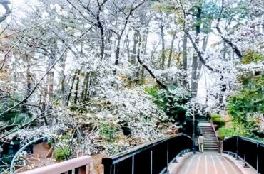 多摩川台公園の桜と古墳群