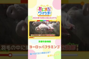 片足で立つ理由とは？　ヨーロッパフラミンゴ　京都「京都市動物園」　#shorts #読売テレビニュース #すまたん ＃あにまるウォッチ #動物