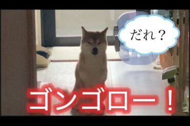【柴犬飼い主55歳】今日の柴犬の名前はゴンゴローで呼んでみた！
