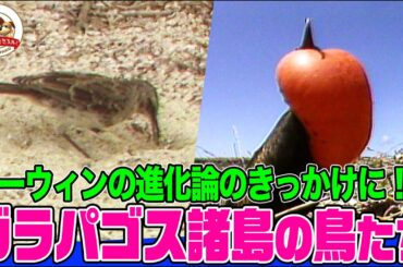 【進化の実験室】約500万年前に大陸と隔絶されたガラパゴス諸島！偶然この島々にやってきて独自の進化を続ける鳥たちを紹介【どうぶつ奇想天外／WAKUWAKU】