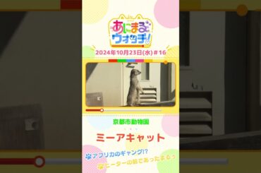 アフリカのギャング！？ミーアキャット　京都「京都市動物園」　#shorts #読売テレビニュース #すまたん ＃あにまるウォッチ #動物