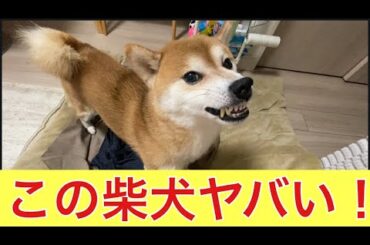 【柴犬飼い主55歳】イタズラしようとした飼い主に激怒する柴犬！
